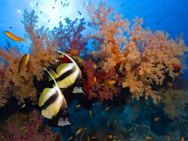 Diving in Hin Daeng and Hin Muang|Diving in Thailand