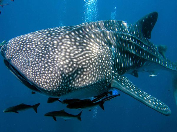 Diving in Similan|Diving in Thailand