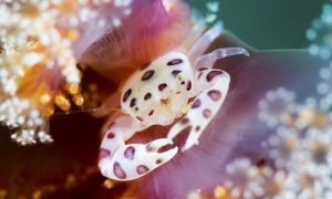Diving In Indonesia - Lembeh