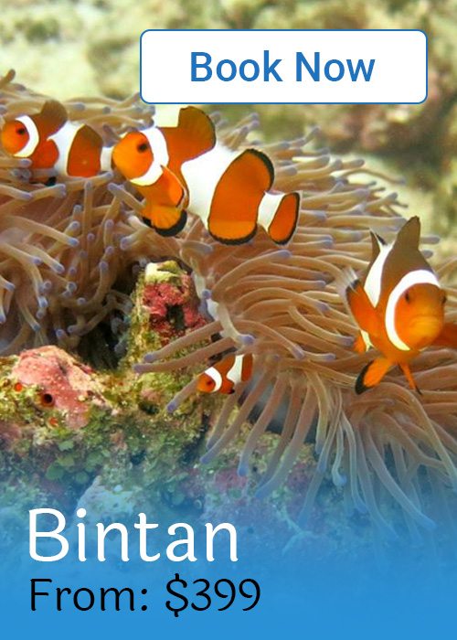 Diving In Indonesia - Book Now Bintan