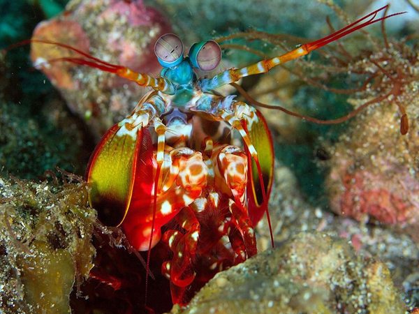 Diving in Ambon|Diving in Indonesia