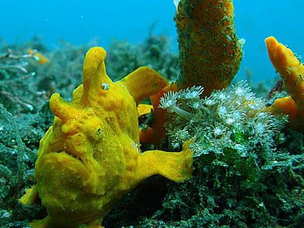 Diving in Lembeh |Diving in Indonesia