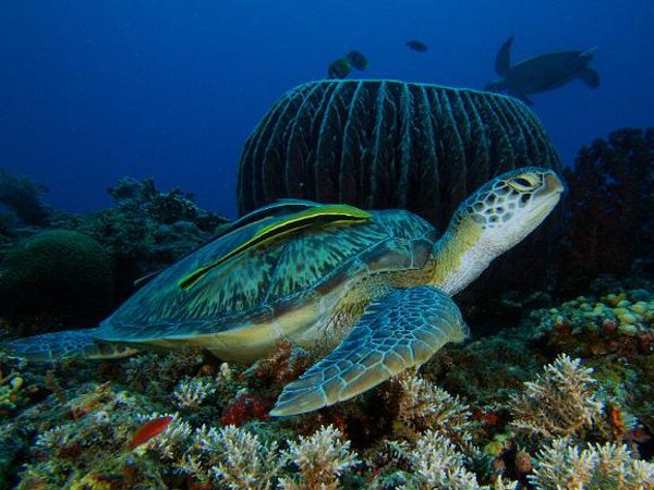 Diving in Lombok|Diving in Indonesia