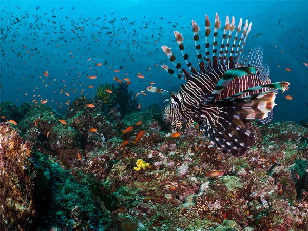 Diving in Pulau Weh|Diving In Indonesia