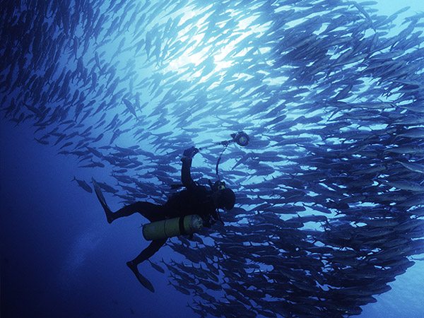 Diving In Malaysia