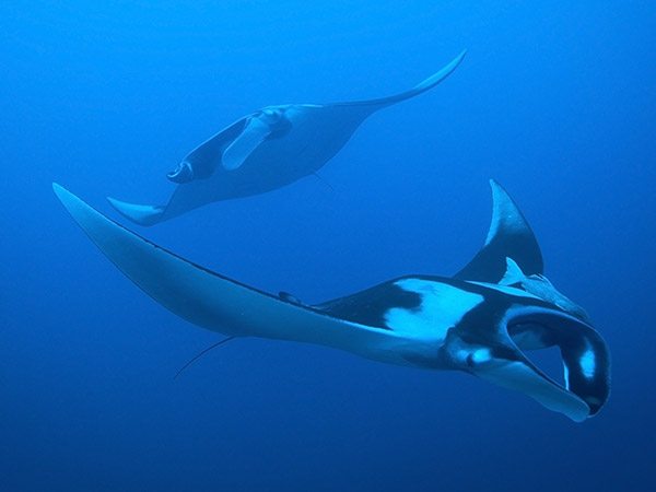 Diving In Maldives