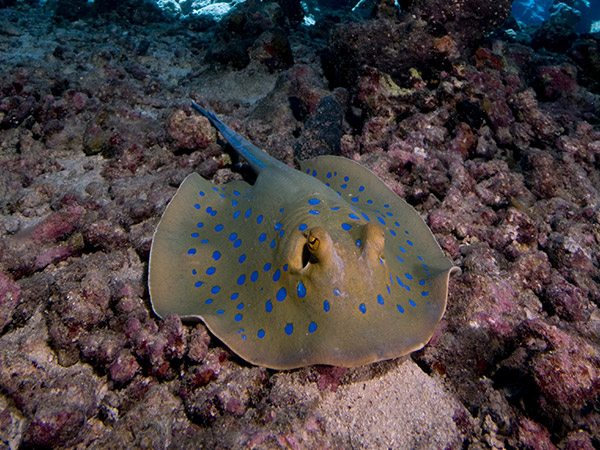 Diving In Singapore