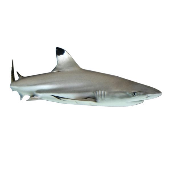 phuket-black-tip-shark|Diving in Phuket